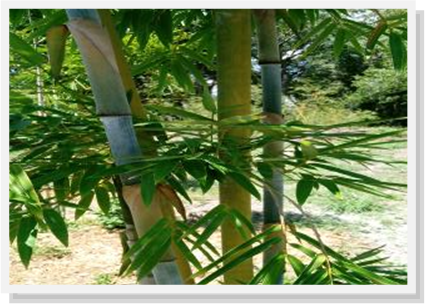 landscape plants  bamboo clermont