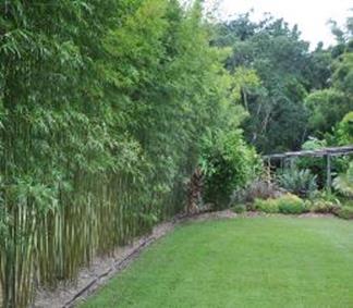 gracilis bamboo orlando