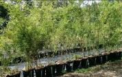 bamboo in orlando