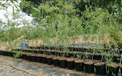 bamboo nursery