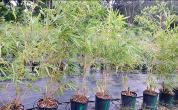 central fl bamboo