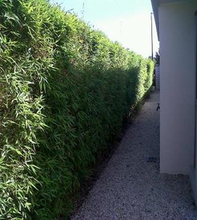 bamboo hedges near orlando