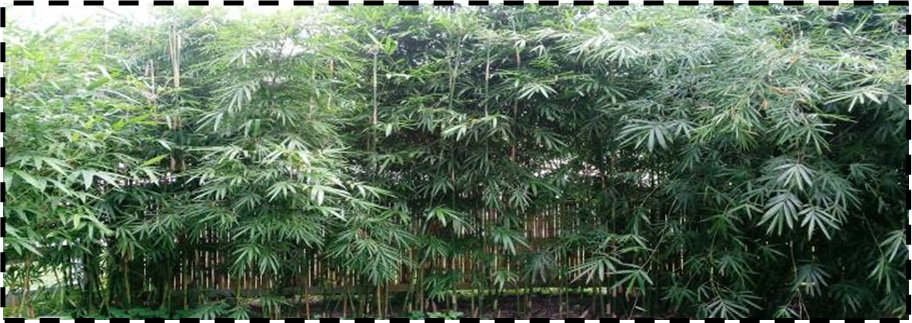 clermont bamboo nursery