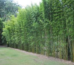 clumping bamboo