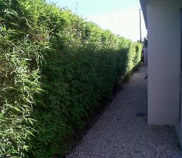 hedge bamboo