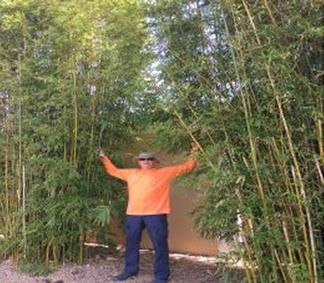 graceful bamboos