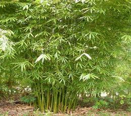 privacy bamboo