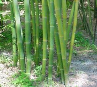 emerald bamboo
