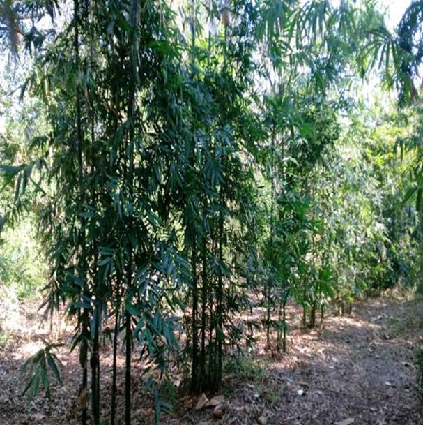 oldhamii timber bamboo