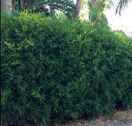 Fast Growing privacy hedge