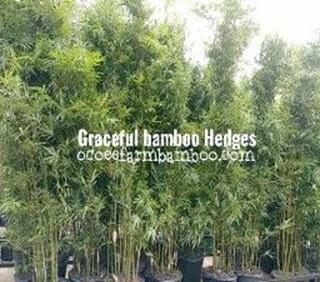 bamboo trees orlando