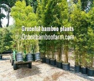 textilis gracilis bamboo orlando