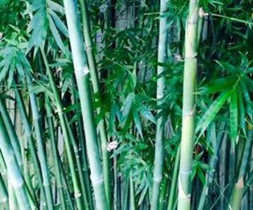 nbg bamboo plant