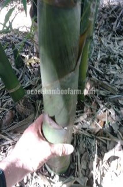 green timber bamboo