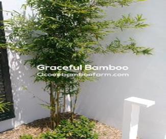 bambusa bamboo