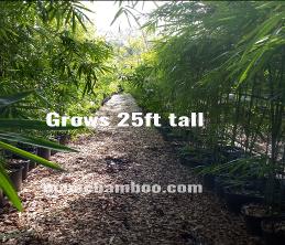 bamboo