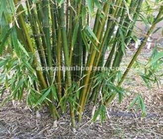 Graceful bamboo