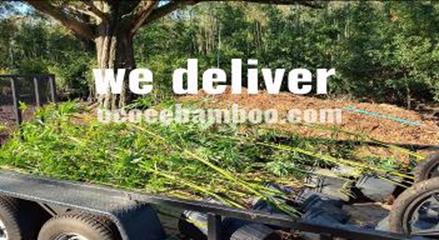 bamboo plant delivery