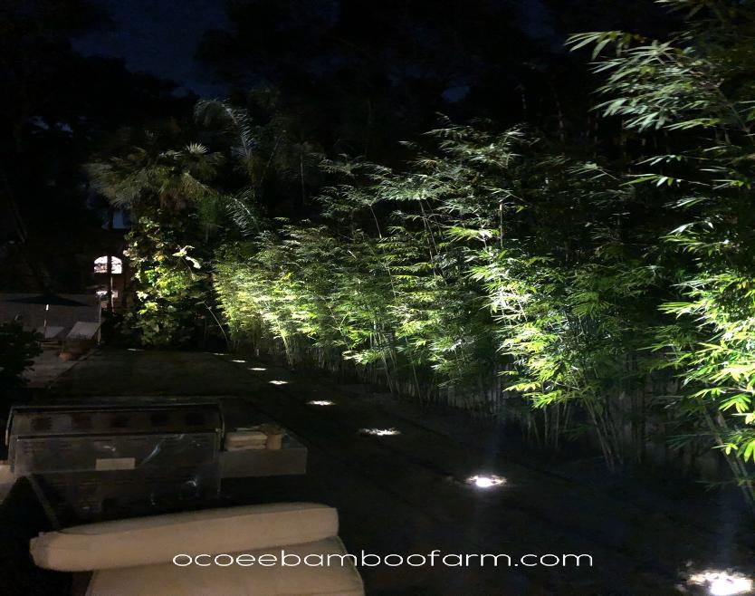 bamboo with lights