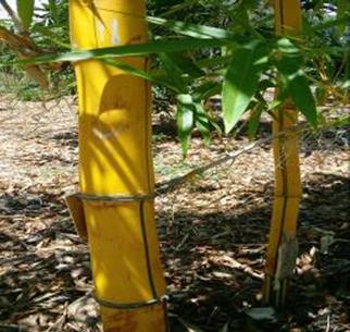 orlando hawaiian gold bamboo