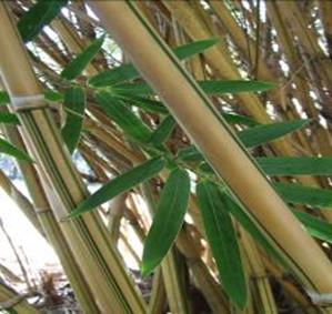 alphonse karr bamboo