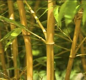 golden goddess bamboo