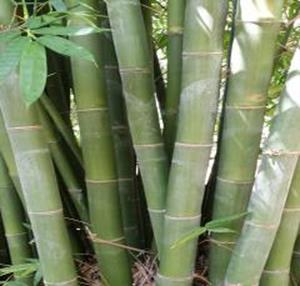 Parker Giant bamboo