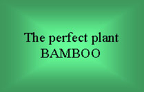 Text Box: The perfect plantBAMBOO