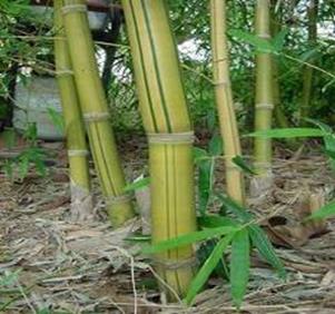 ventricosa kimmei bamboo