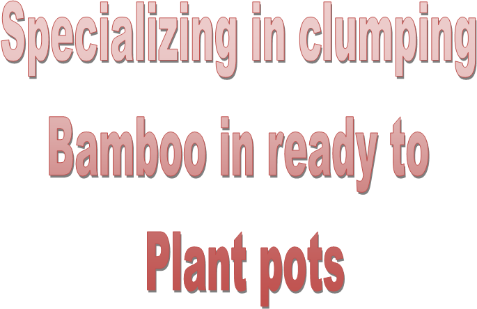 Specializing in clumping 
Bamboo in ready to 
Plant pots