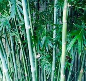 seabreeze bamboo