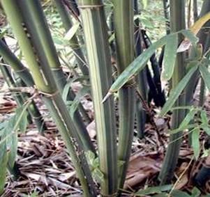 albostriata bamboo