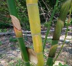 beautiful bamboo