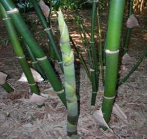 buddha belly bamboo