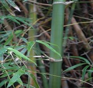 bambusa ventricosa clonex bamboo