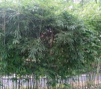 bamboo orlando